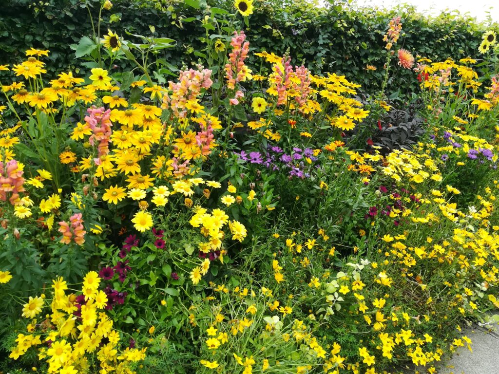 Yellow flowers in a border Yellow flowers in a border