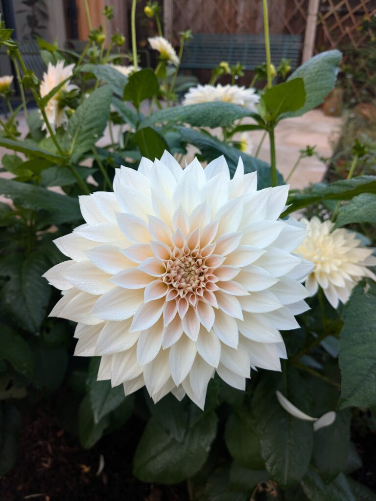 Dahlia cafe au lait