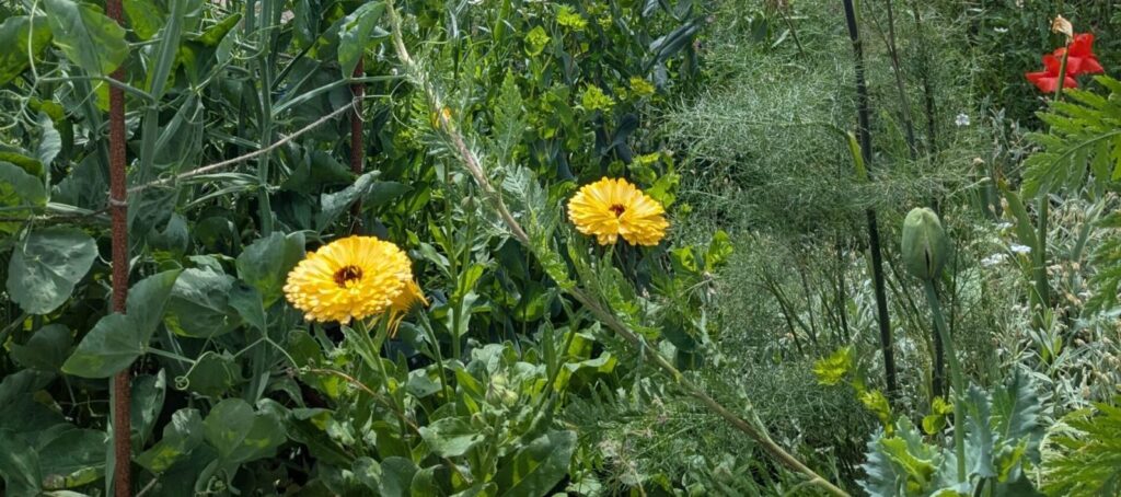 Lewisham Garden Company Blog