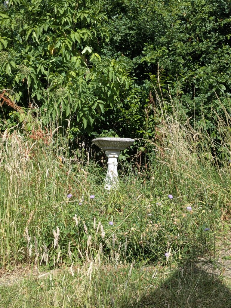 A bird bath in long grass