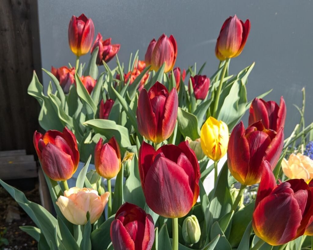 tulips in a pot tulips in a pot