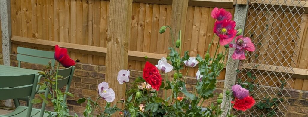 The values of Lewisham Garden Company blog post