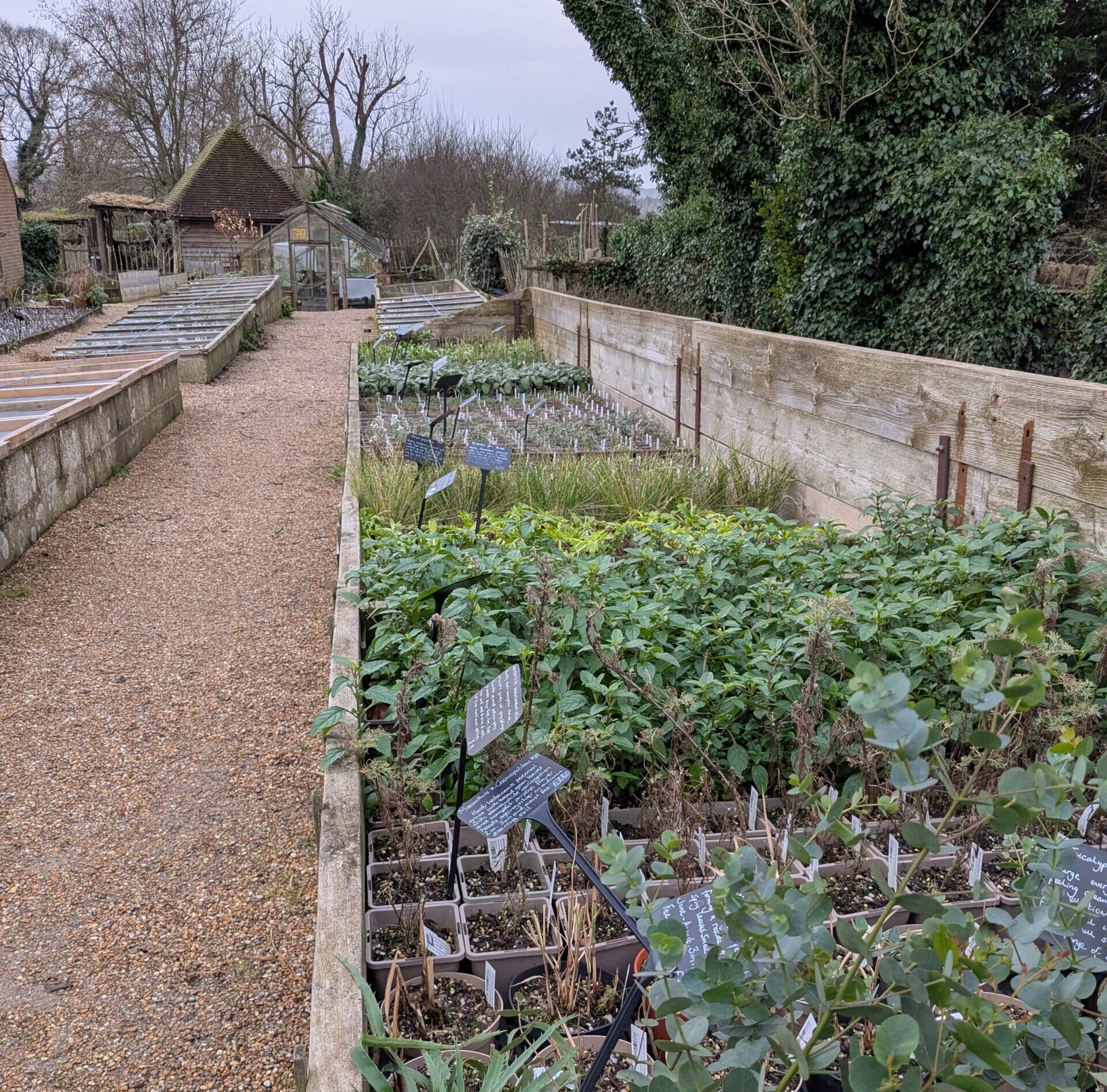 Why you should buy your plants locally