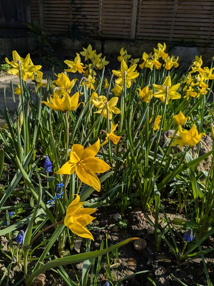 Bulb planting for the following spring colour blackheath garden