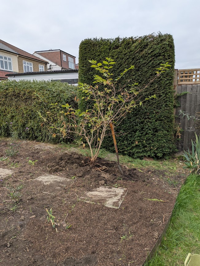 Winter planting shrubs and trees blackheath garden