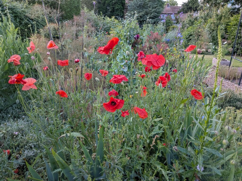 Poppies in a garden, gardening, london, lewisham,